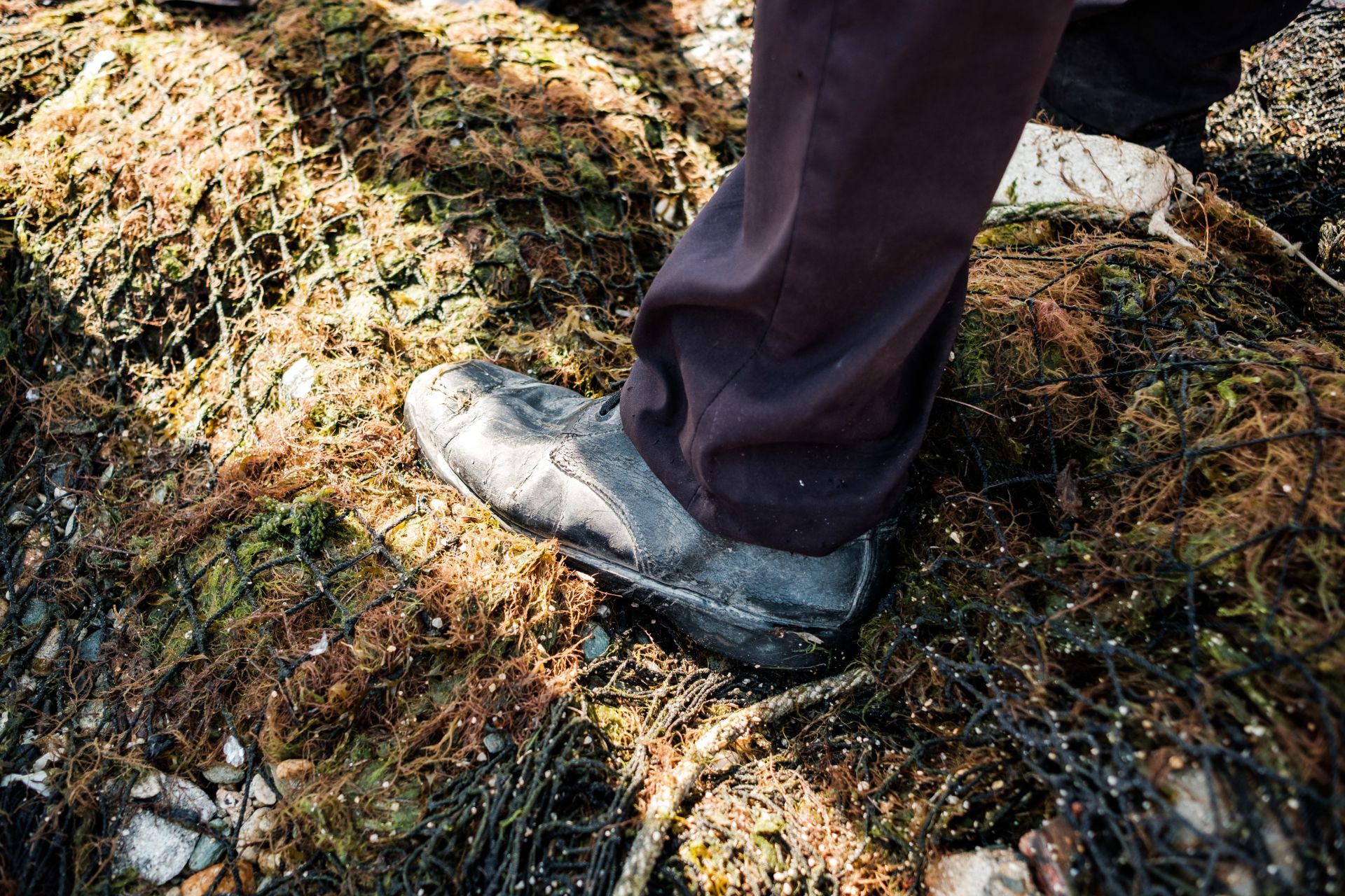 Oda al perrenque y a la esperanza en 'El coronel no tiene quien le escriba'