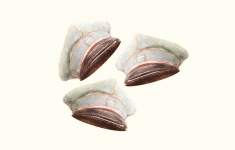 Aracataca - En el corazón de Macondo, un viaje con Aureliano Buendía