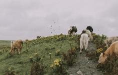García Márquez y las vacas