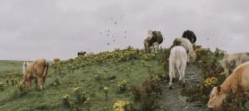 García Márquez y las vacas
